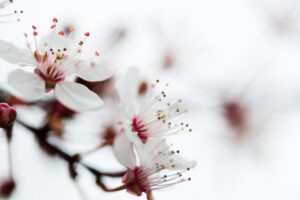 sakura, flowers, cherry blossoms-673296.jpg